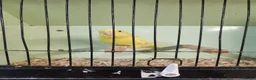 Budgerigars birds for sale: Love birds, java sparrows & paroletts  - Advert 16