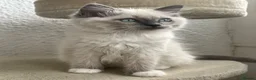 Ragdoll cats for sale: Blue Tortie Point Mitted Ragdoll Kittens in Haddington - Advert 7