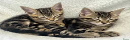 Bengal cats for sale: 2 year old Bengal x Maine Coon Queen - Advert 15