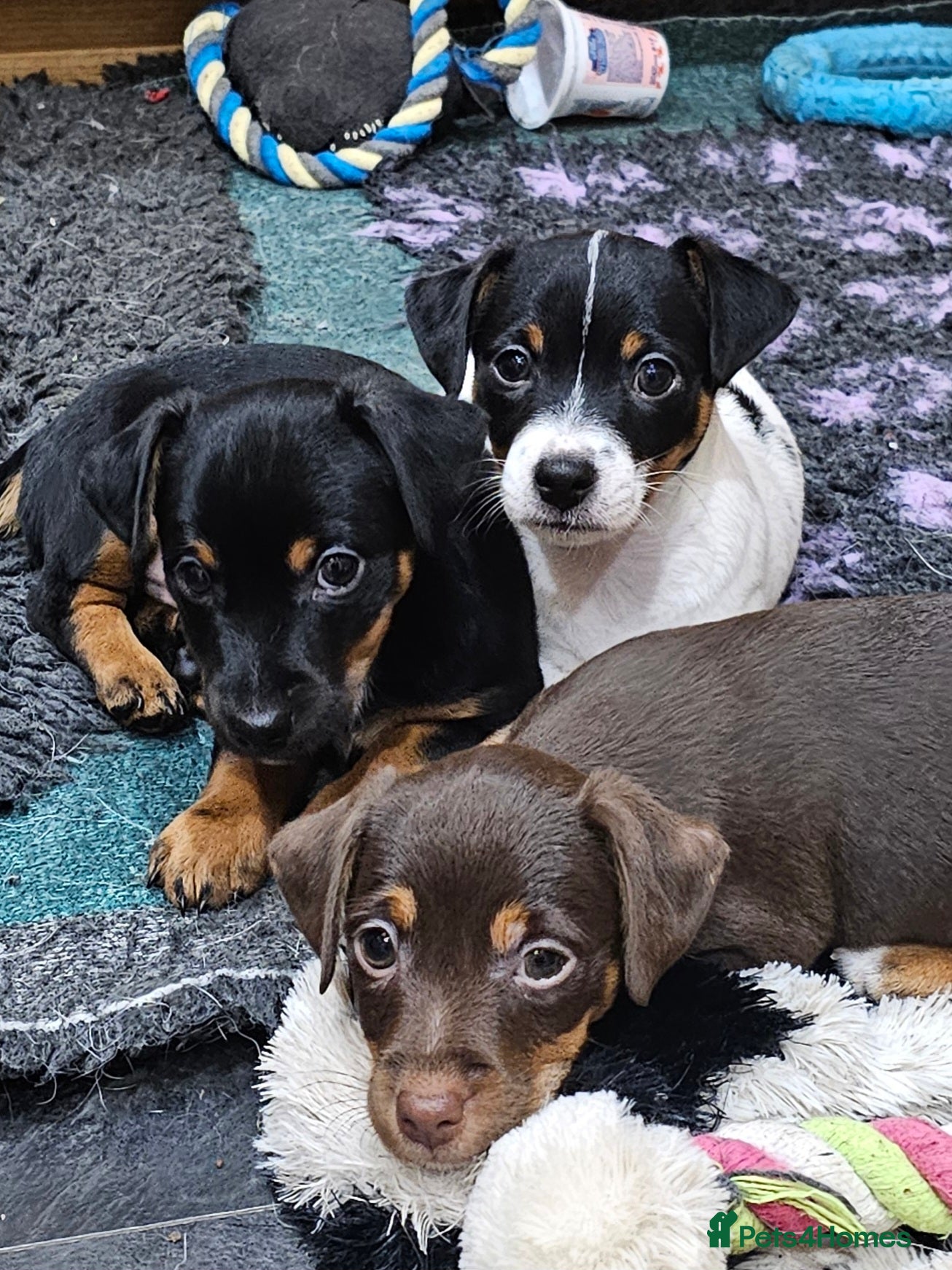 Jack Russell dogs Jack Russell Terrier pups for sale - Advert 1