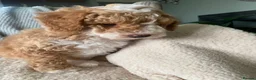 Miniature Poodle dogs for sale: Beautiful apricot and white miniature poodle girl in Ayr - Advert 3