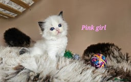 Ragdoll cats for sale: 2 Boys left Gccf £950 Ragdolls  - Image 29