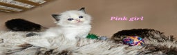 Ragdoll cats for sale: Pedegree Active Gccf 2 boys left  - Advert 39