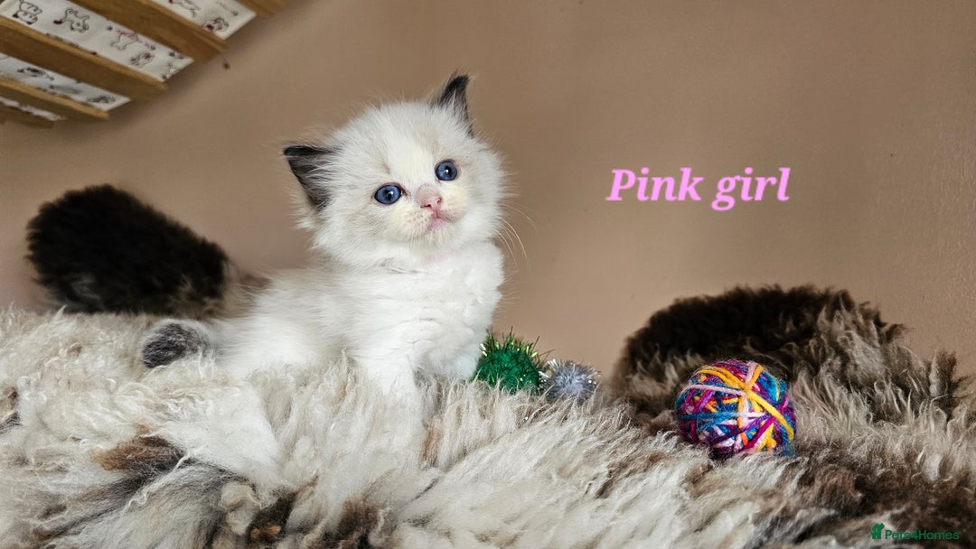 Ragdoll cats for sale: 2 Boys left Gccf £950 Ragdolls  - Image 29
