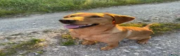 Labrador Retriever dogs for sale: 4 year old Fox red Lab - Advert 2