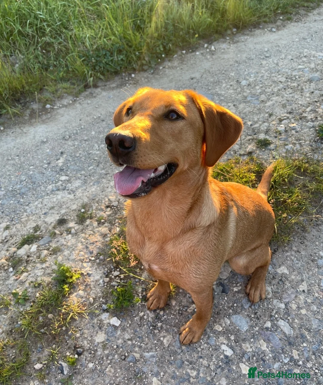 Labrador Retriever dogs for sale: 4 year old Fox red Lab - Advert 2