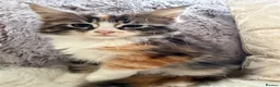 Maine Coon cats for sale: Maincoon X Ragdoll SALE - Advert 17