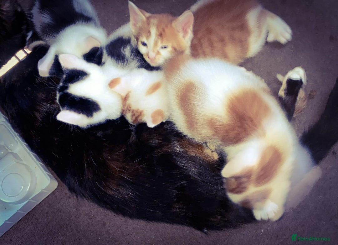 Mixed Breed cats for sale: kittens for sale  - Image 18