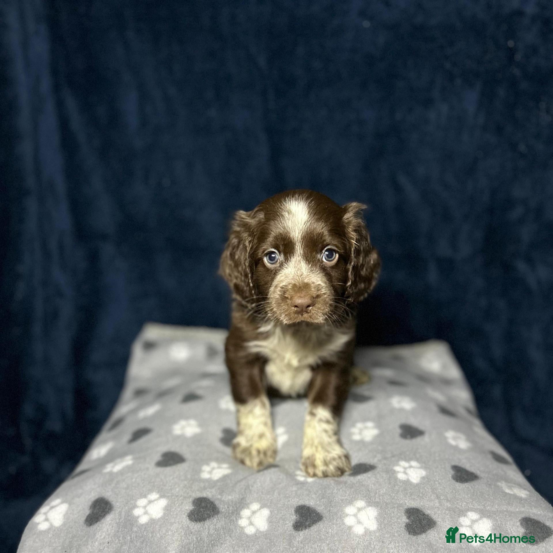 Cocker Spaniel dogs Working Cocker Spaniel - Chocolate, Roans, Golden - Advert 1