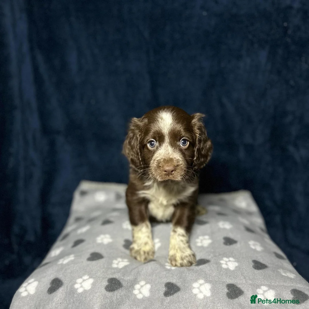 Cocker Spaniel dogs for sale: Working Cocker Spaniel - Chocolate, Roans, Golden - Advert 1