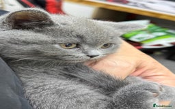 British Shorthair cats for sale: British shorthair kittens  - Image 2