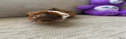 Guinea Pig rodents for sale: male guinea pigs  - Advert 8