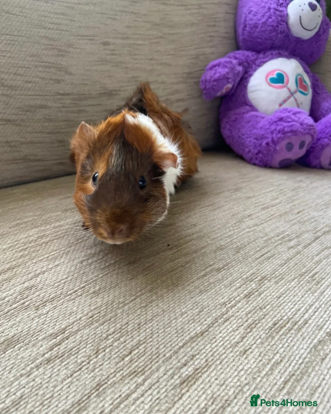 Guinea Pig rodents for sale: male guinea pigs  - Advert 8