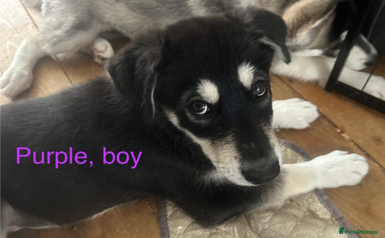 Siberian Husky dogs - Advert 5