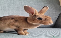 Rex rabbits for sale: Mini Rex babies- various colours & ages - Image 15