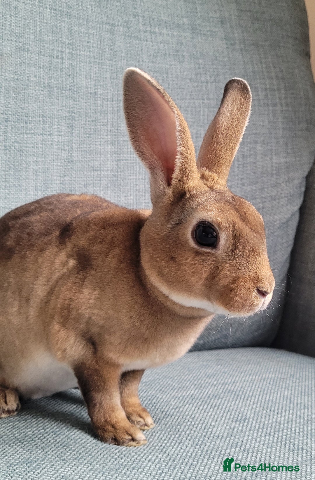 Rex rabbits for sale: Mini Rex babies- various colours & ages - Image 15