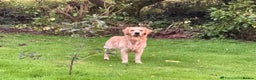 Golden Retriever dogs for sale: Expected Litter Golden Retriever / Golador Puppies - Advert 12