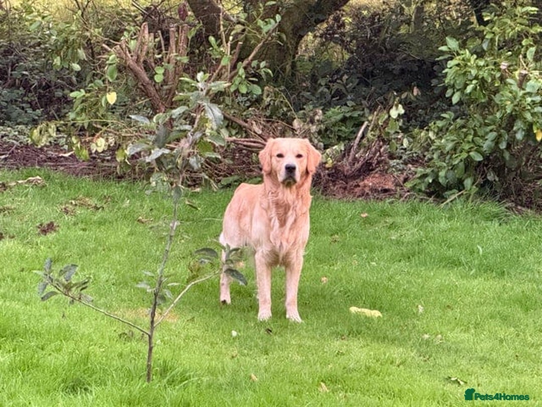 Golden Retriever dogs for sale: Expected Litter Golden Retriever / Golador Puppies - Advert 12