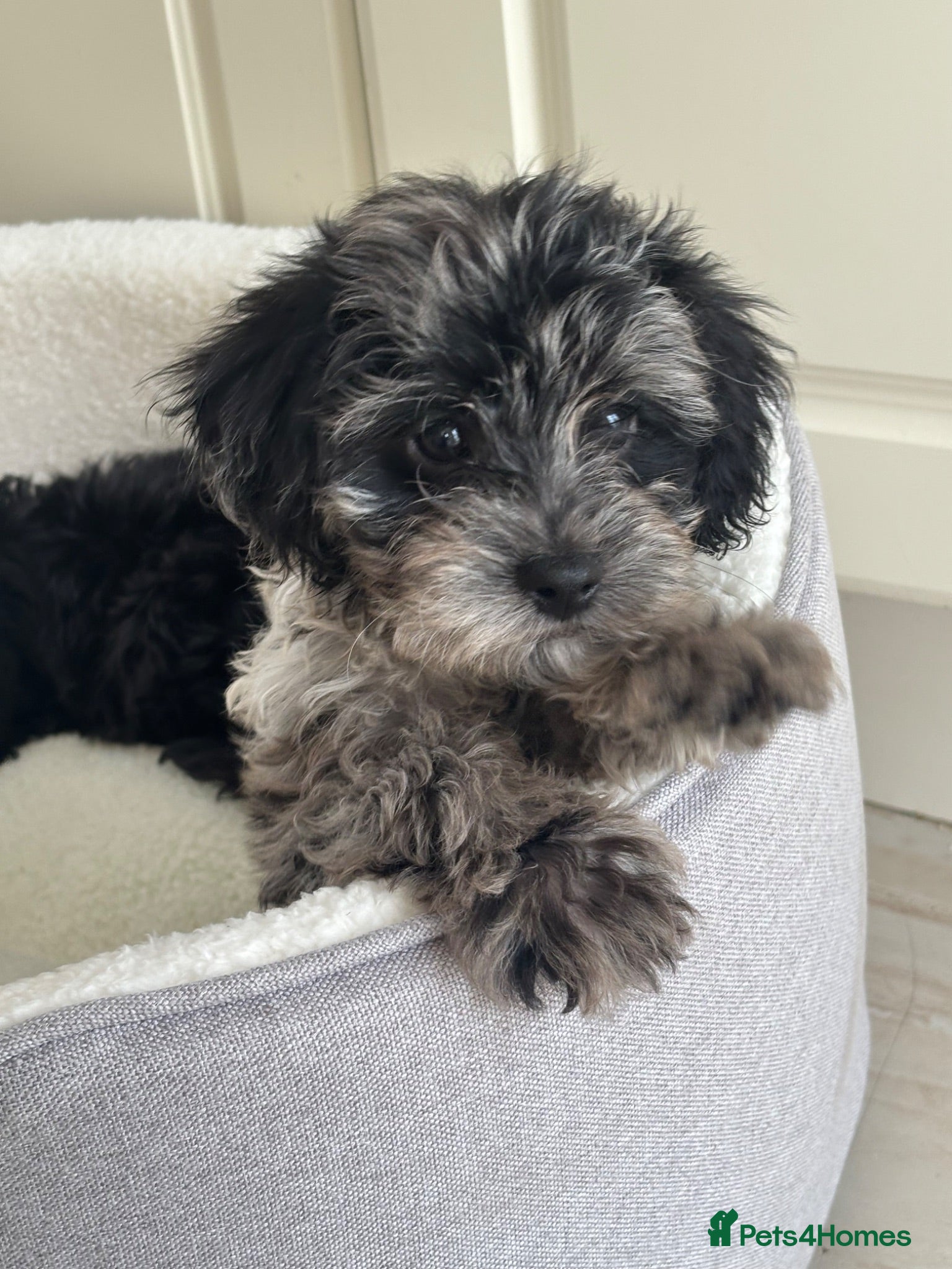Cavapoo dogs Health tested Cavapoo puppies  - Advert 17