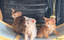 Abyssinian cats for sale: Amazing champion parents litter ❤️ - Image 15