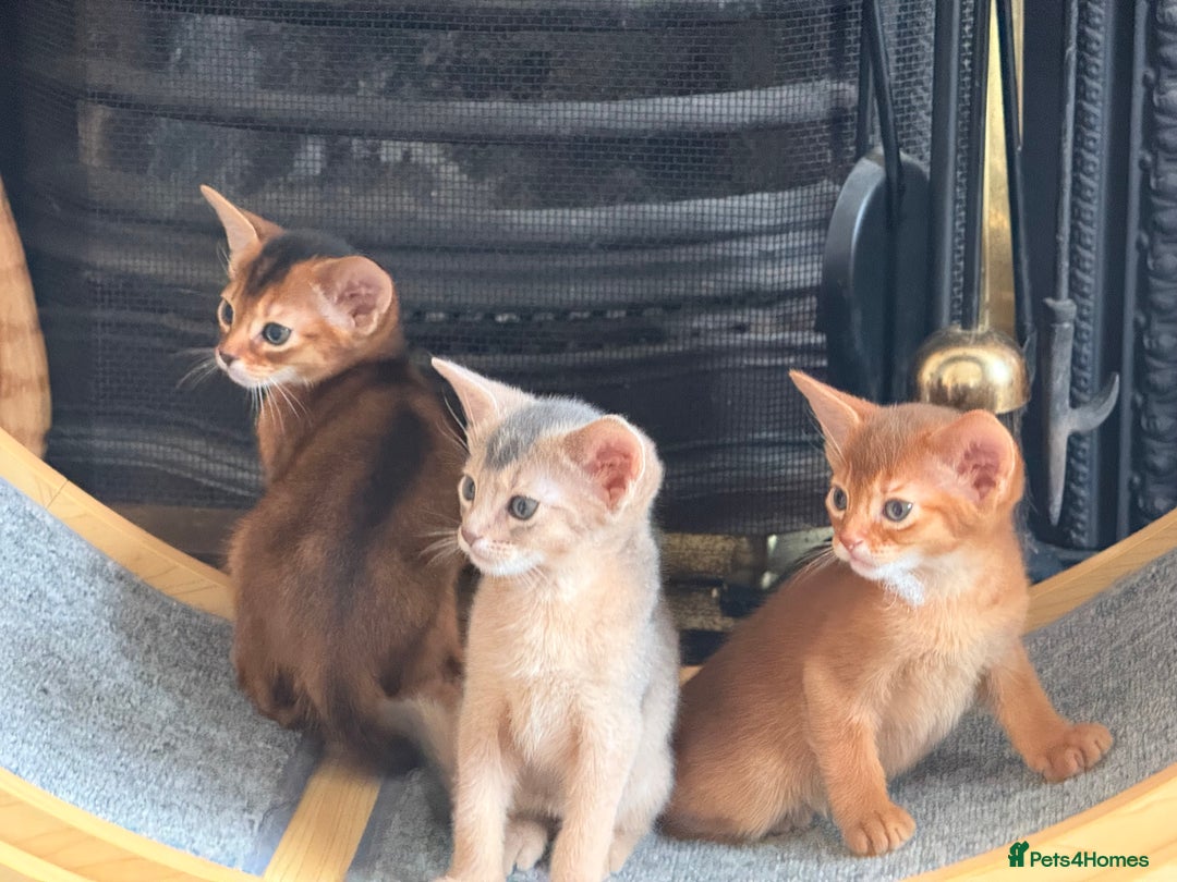 Abyssinian cats for sale: Amazing champion parents litter ❤️ - Image 15
