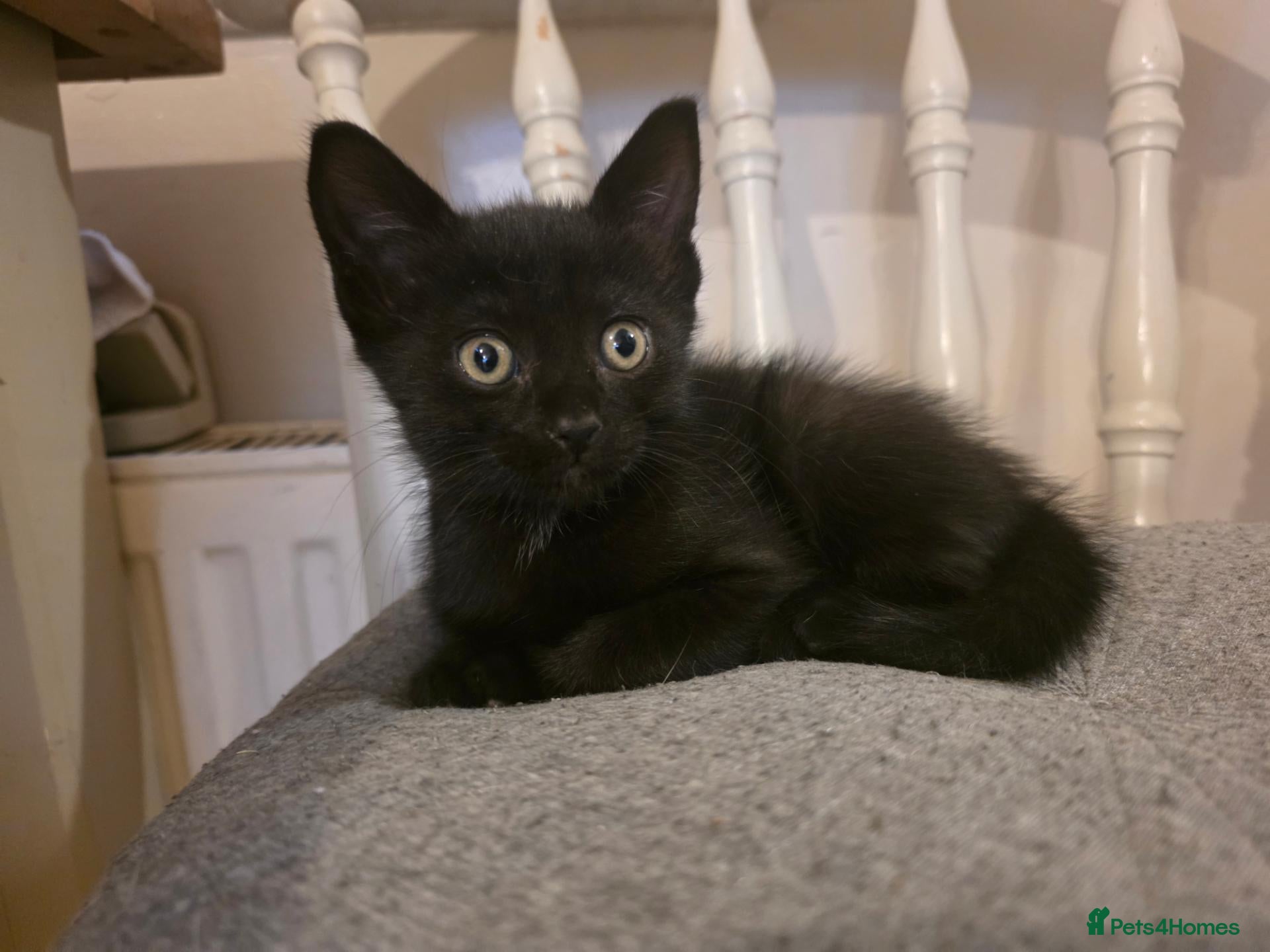 Burmese cats Burmese x kittens  - Advert 4