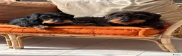 Dachshund dogs for sale: 5 Standard wire hair daschunds - Advert 15