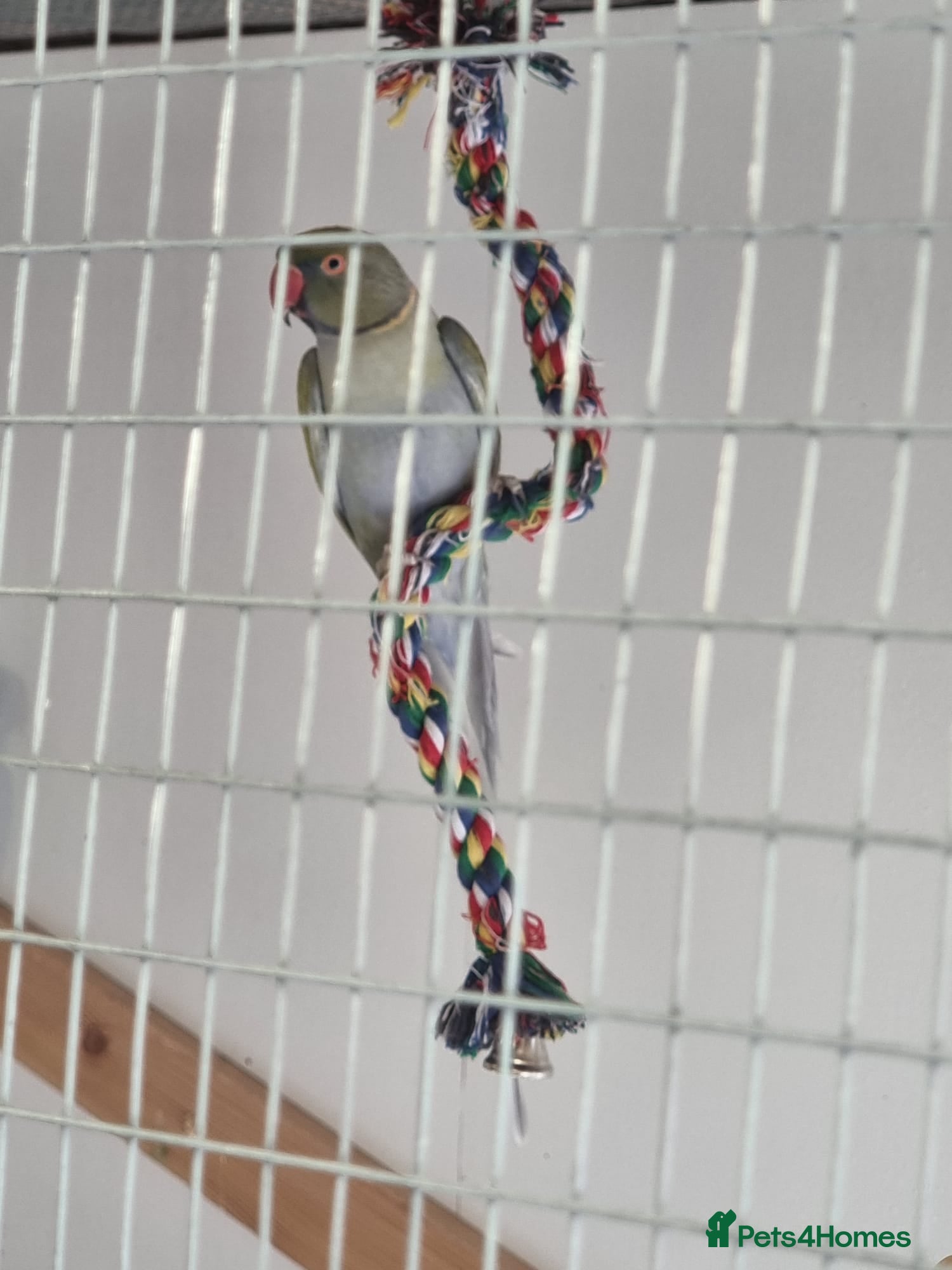 Ringnecks birds for sale: Breeding pair of ringnecks bonded/proven - Advert 2