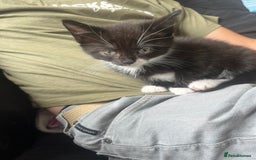Mixed Breed cats for sale: 2 long haired  - Image 2