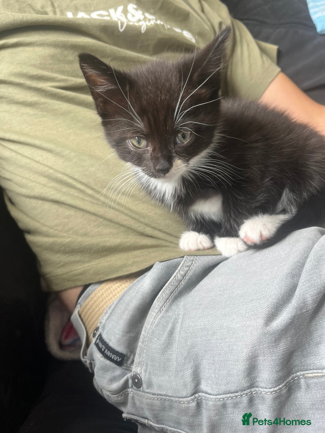 Mixed Breed cats for sale: 2 long haired  - Image 2