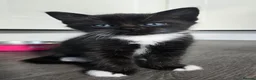 Mixed Breed cats for sale: Stunning Ragdoll Cross Kittens 4 Girls & 2 Boys  - Advert 13