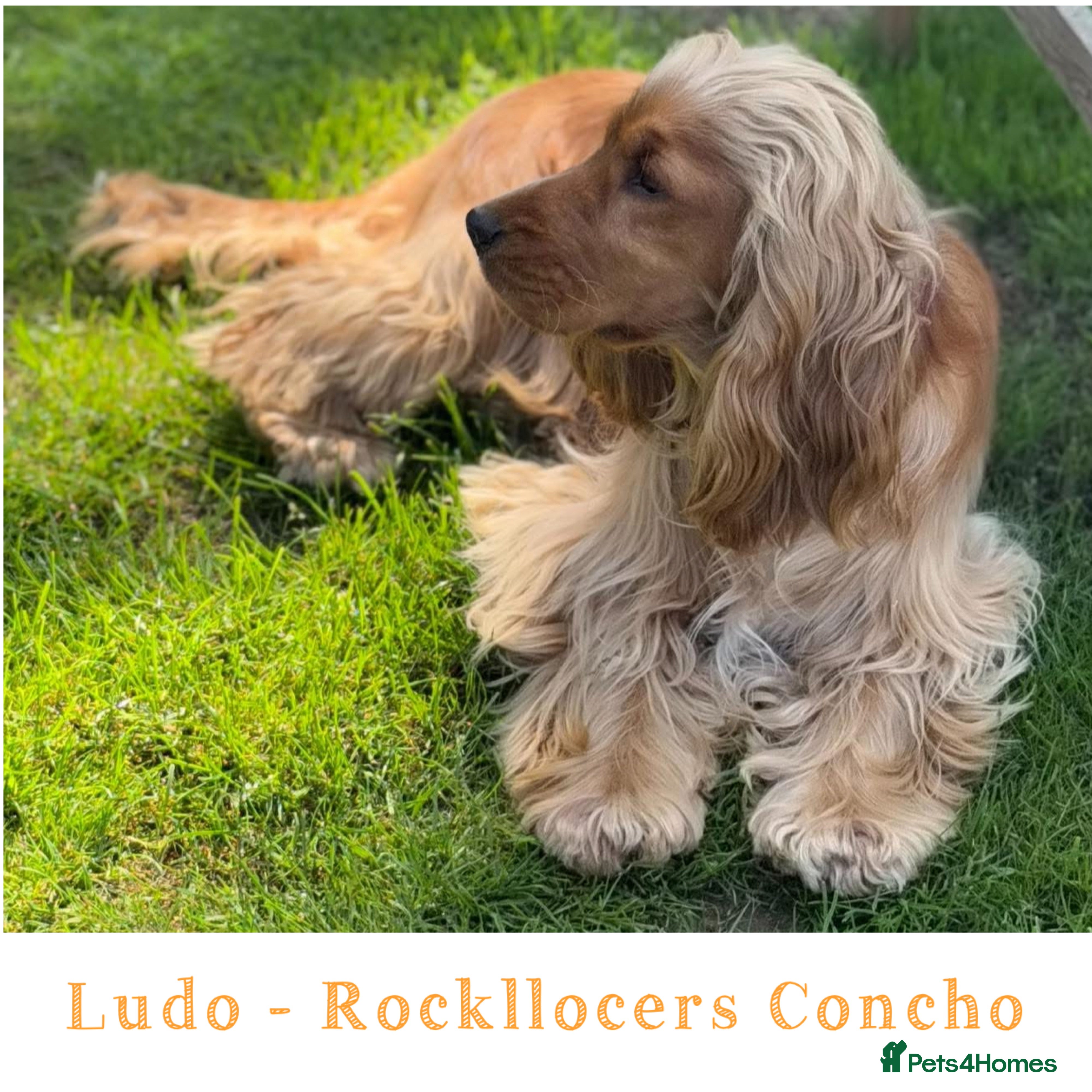 Cocker Spaniel dogs GOLDEN Show Cocker Pedigree Stud KC/BVA Tested in Bradford-on-Avon - Advert 12