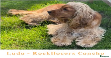 Cocker Spaniel dogs in Bradford-on-Avon - Advert 7