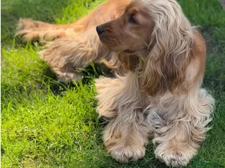 Cocker Spaniel dogs LUDO - GOLDEN Show Cocker Pedigree Stud TOP Tested - Advert 10