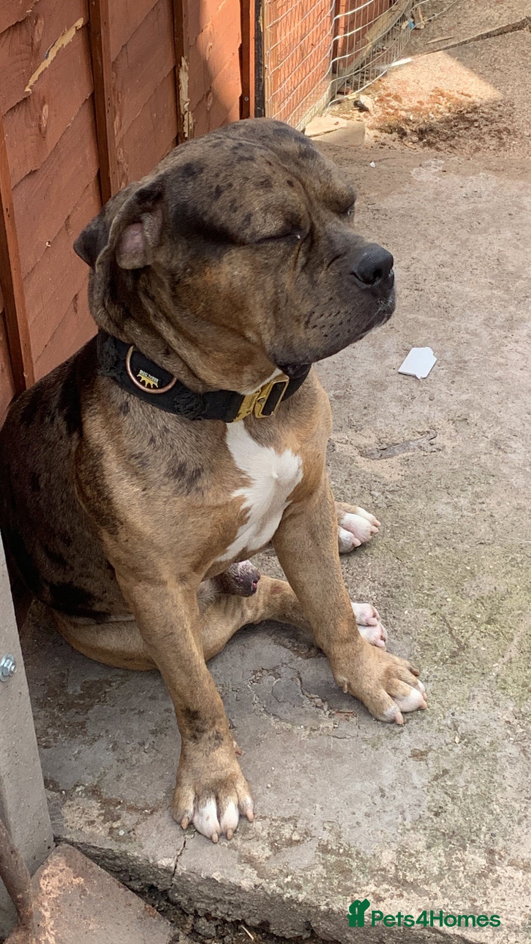 American Bulldog dogs for sale: Jhonson American Bulldog Merle Male (Kayos)  - Image 4
