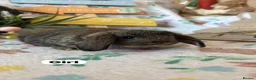 Mini Lop rabbits for sale: ✨ Mini Lop Bunnies For Sale ✨  - Advert 1