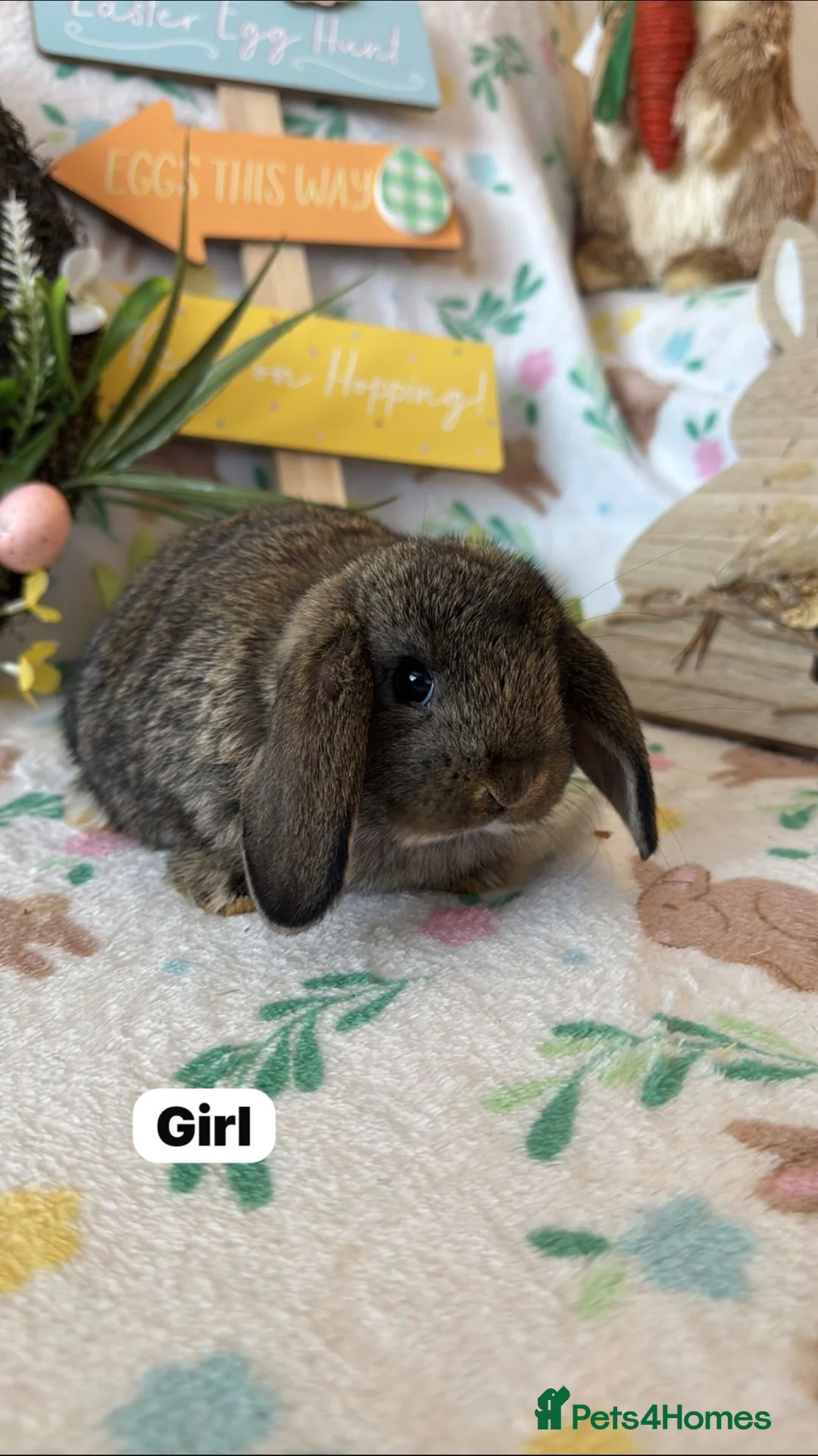 Mini Lop rabbits for sale: ✨ Mini Lop Bunnies For Sale ✨  - Advert 1