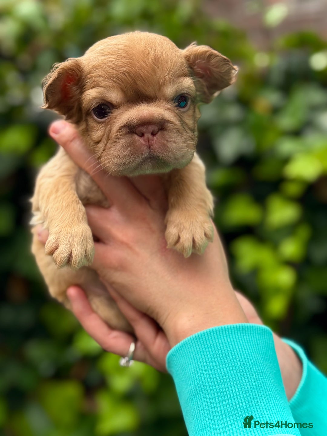 French Bulldog dogs for sale: Visual Fluffy 🧶 New Shade Frenchies 💎  - Image 15