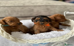 Cockapoo dogs for sale: 8 beautiful f1b cockapoo puppies - Image 10