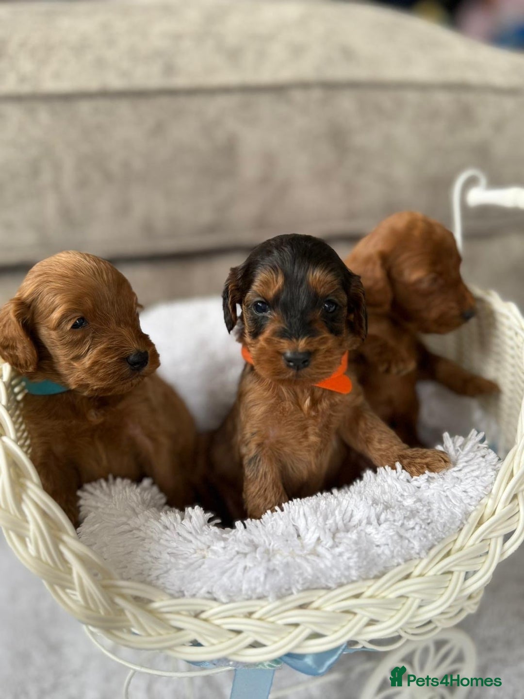 Cockapoo dogs for sale: 8 beautiful f1b cockapoo puppies - Image 10