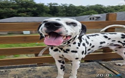 Dalmatian dogs for sale: Beautiful Happy Neutered Boy  - Image 1