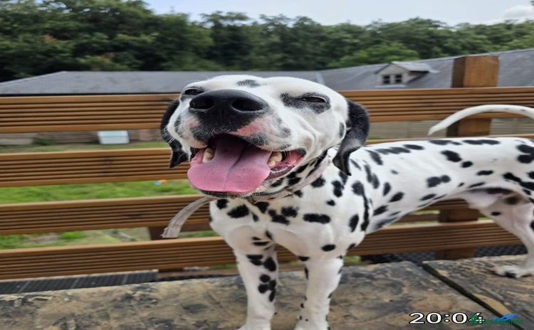 Dalmatian dogs - Advert 11