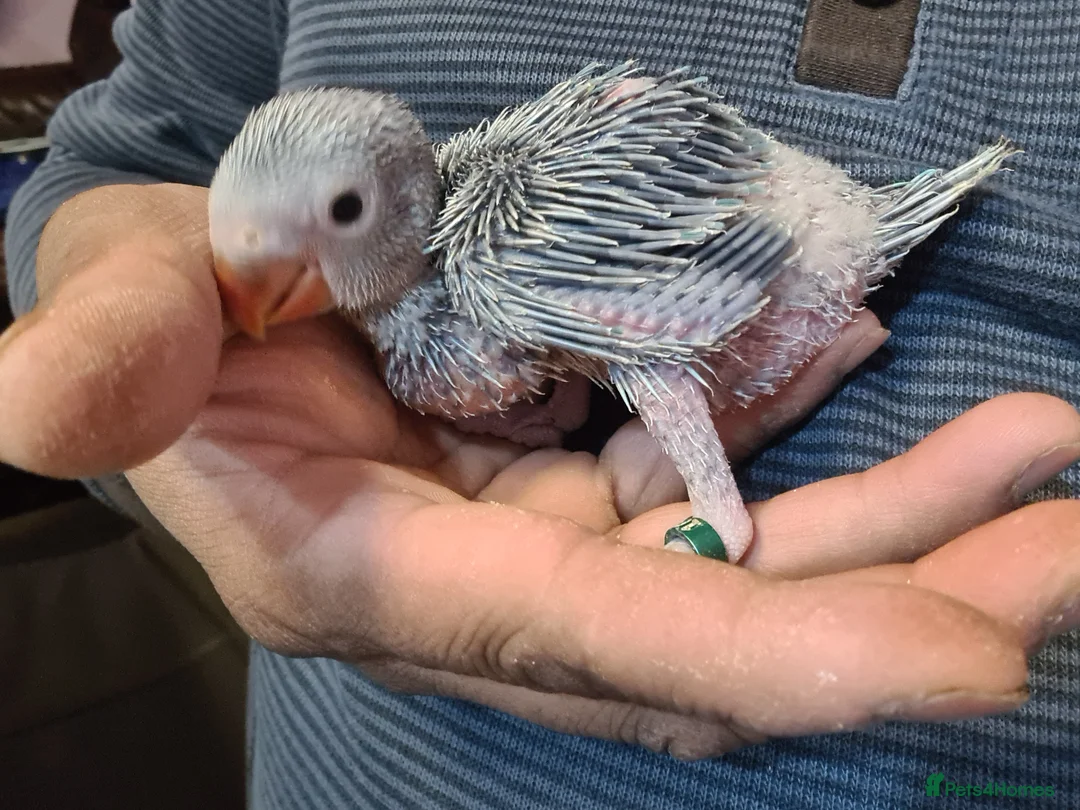 Ringnecks birds for sale: Hand reared baby ringnecks in Coventry - Advert 5
