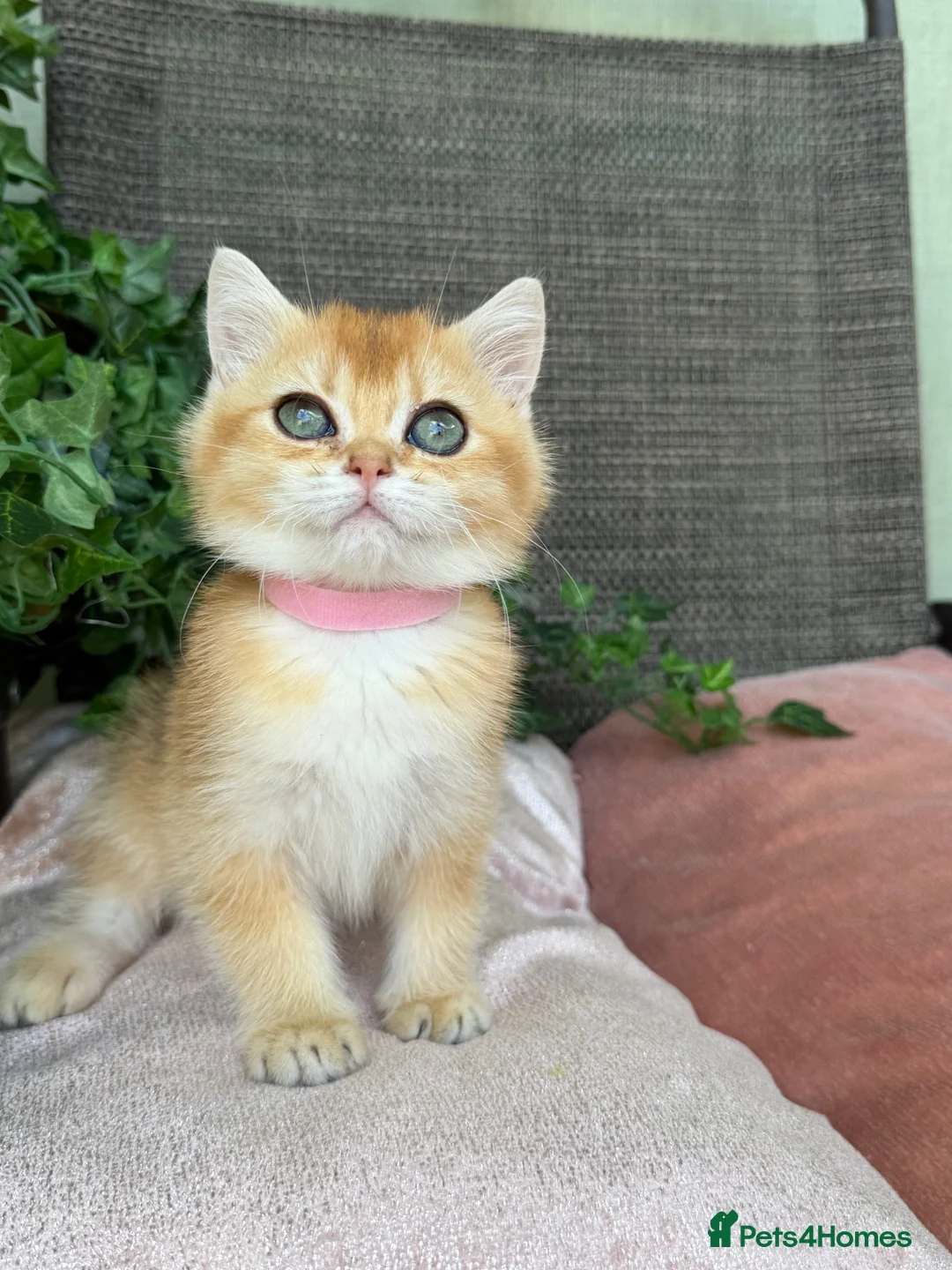 British Shorthair cats for sale: British Shorthair golden kittens GCCF  - Advert 20