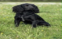 Cocker Spaniel dogs for stud: Champion Bred KC reg Health tested working Cocker - Image 6