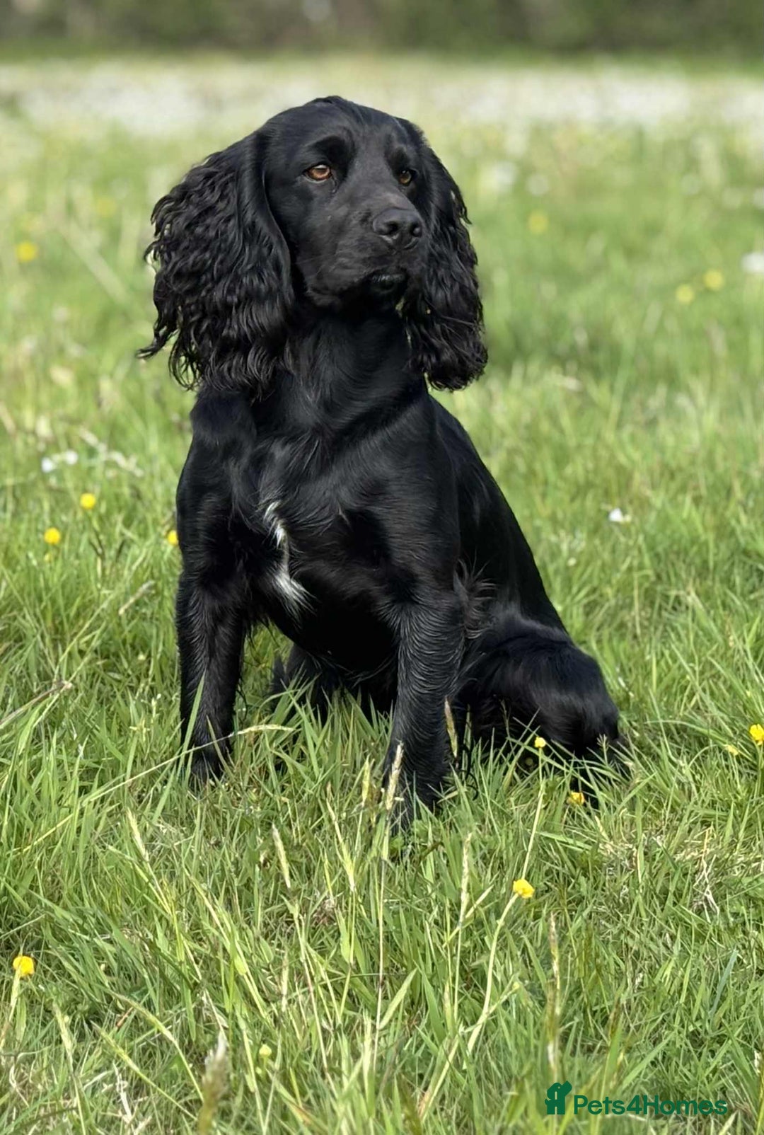Cocker Spaniel dogs for stud: Champion Bred KC reg Health tested working Cocker - Image 6