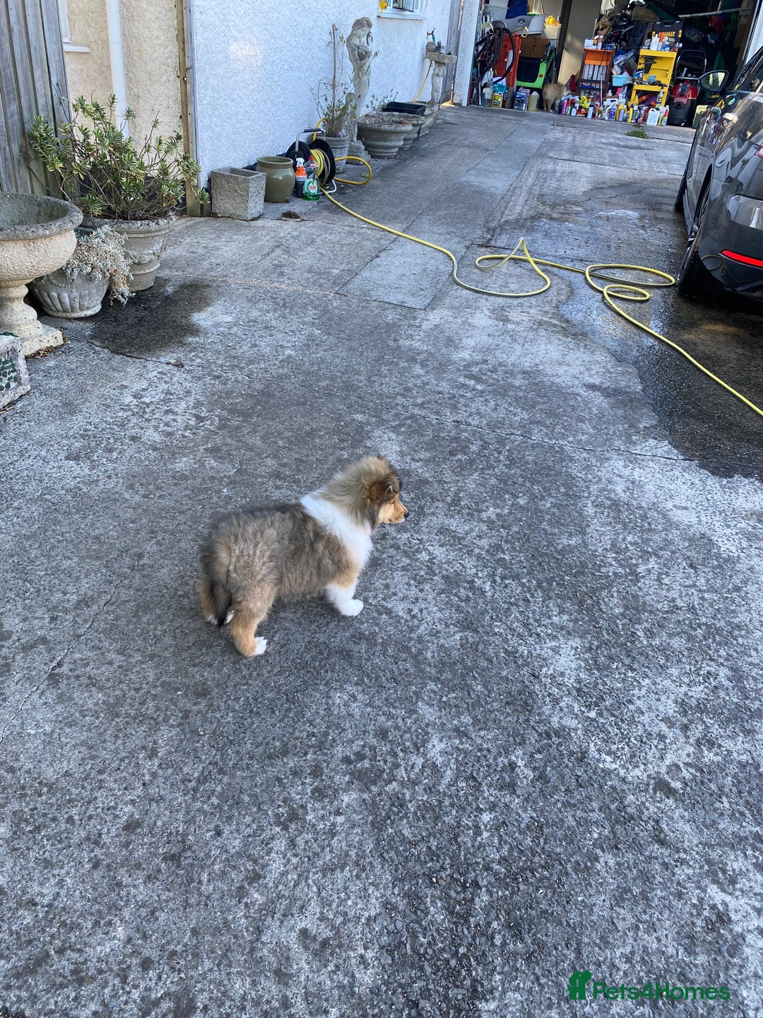 Rough Collie dogs for sale: ROUGH COLLIE SABLE AND WHITE PUPPIES - Image 22