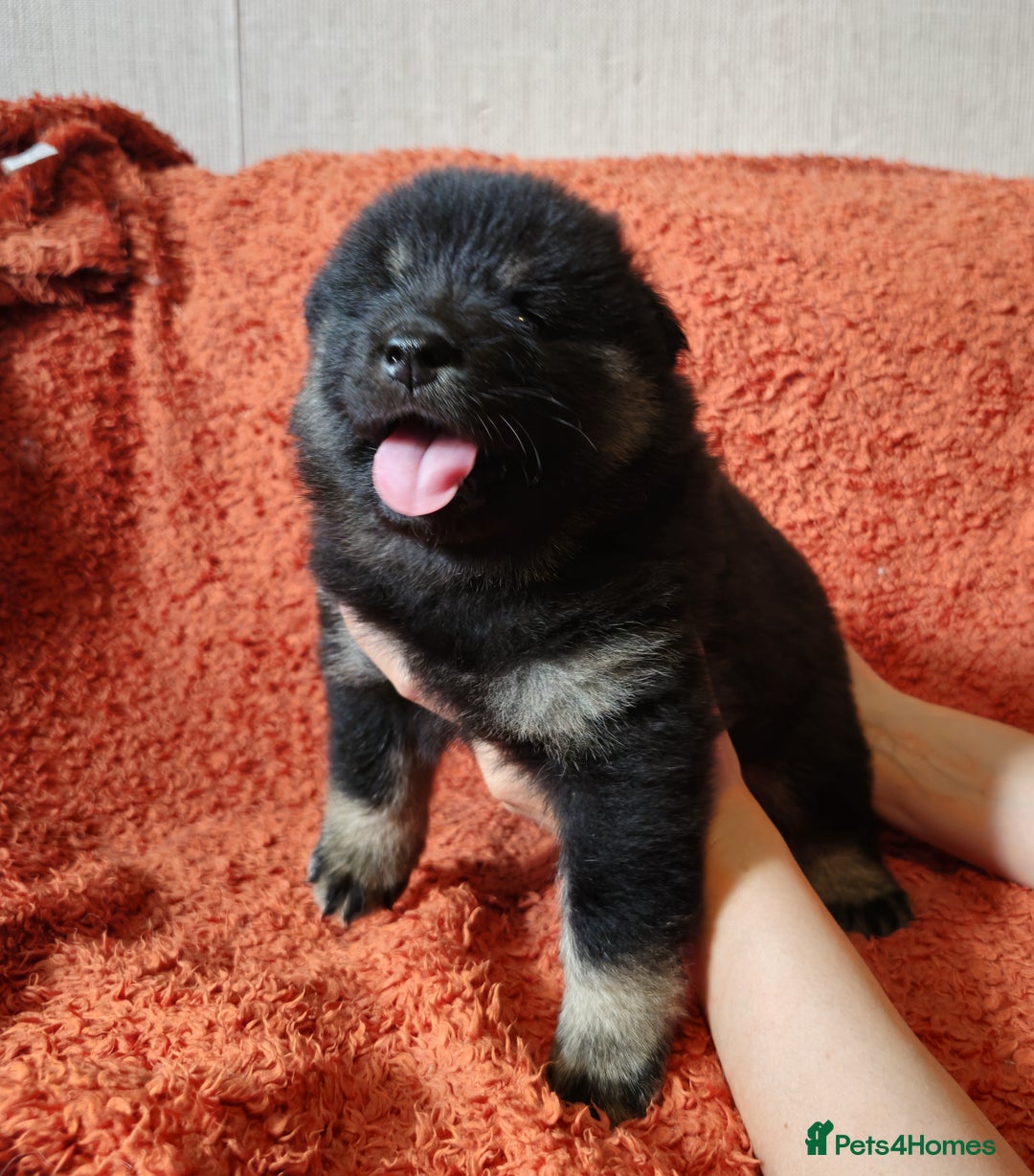 Eurasier dogs for sale: Eurasier Puppies KC Registered in Northampton - Image 31