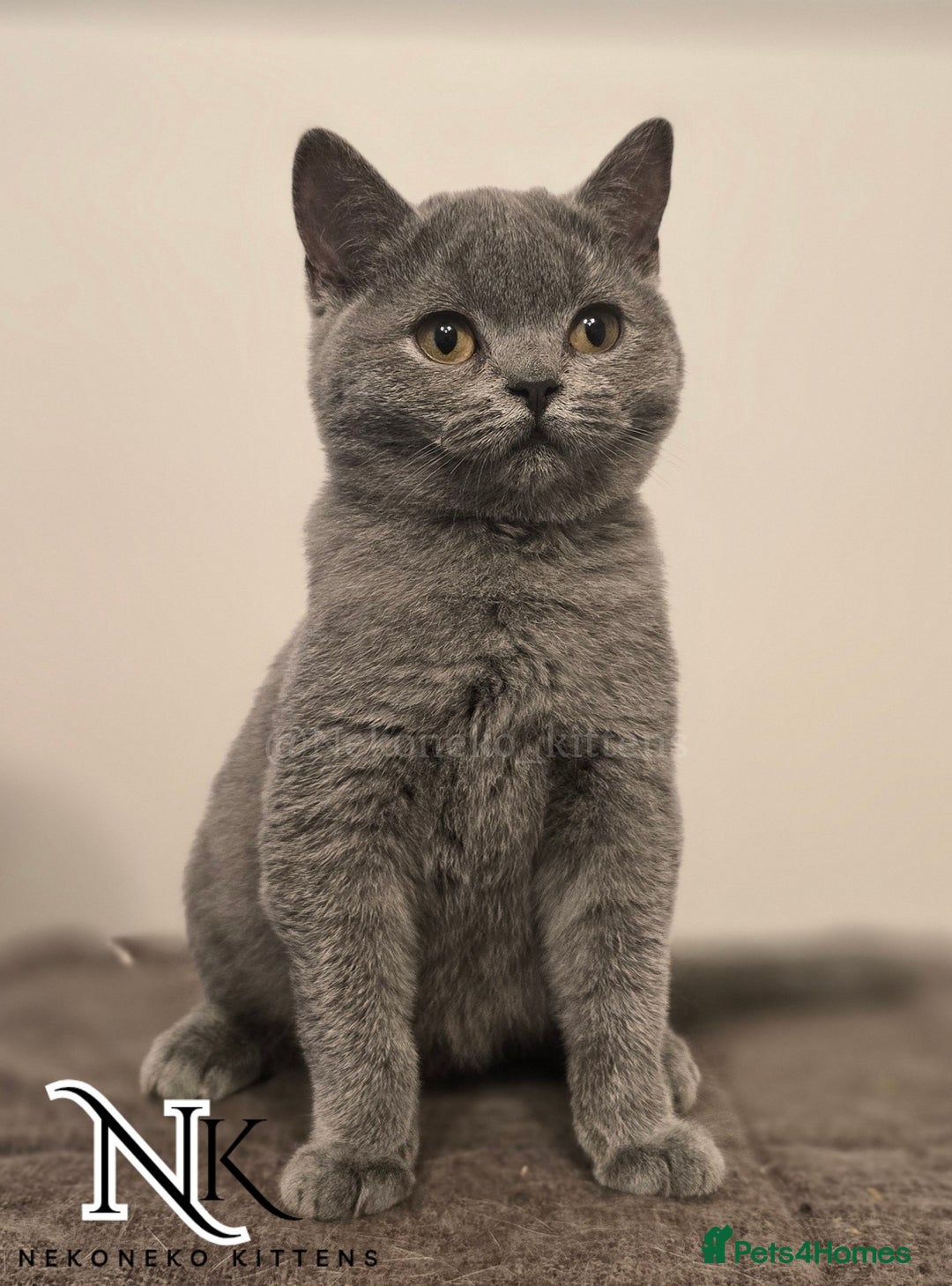 British Shorthair cats for sale: GORGEOUS GCCF REG TEDDYS 🐻🧸 READY TO LEAVE ❗️❗️ - Image 27