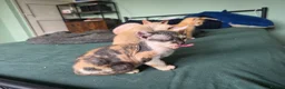 Sphynx cats for sale: Sphynx / Devon Rex Mix Kittens Ready Homes - Advert 10